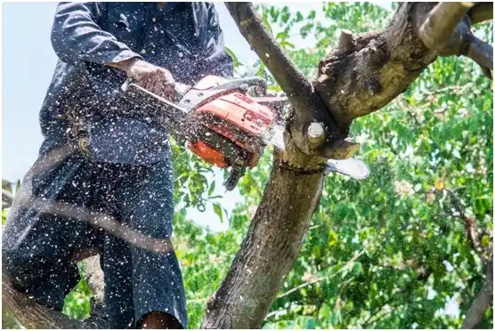 tree services Fair Lakes
